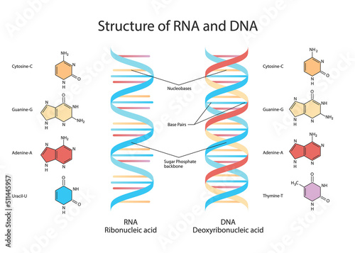 Structure of DNA. Medical chart. 