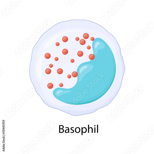 Basophil, leukocyte, vector illustration.