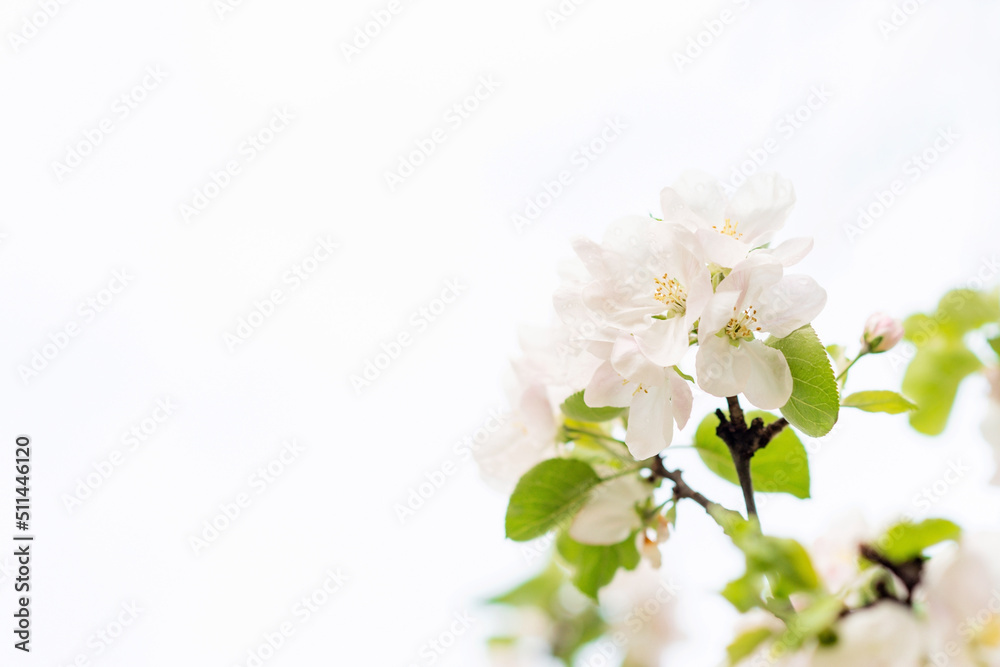 Fototapeta premium Floral background. Beautiful spring apple tree flowers on white. Copy space. Soft selective focus.