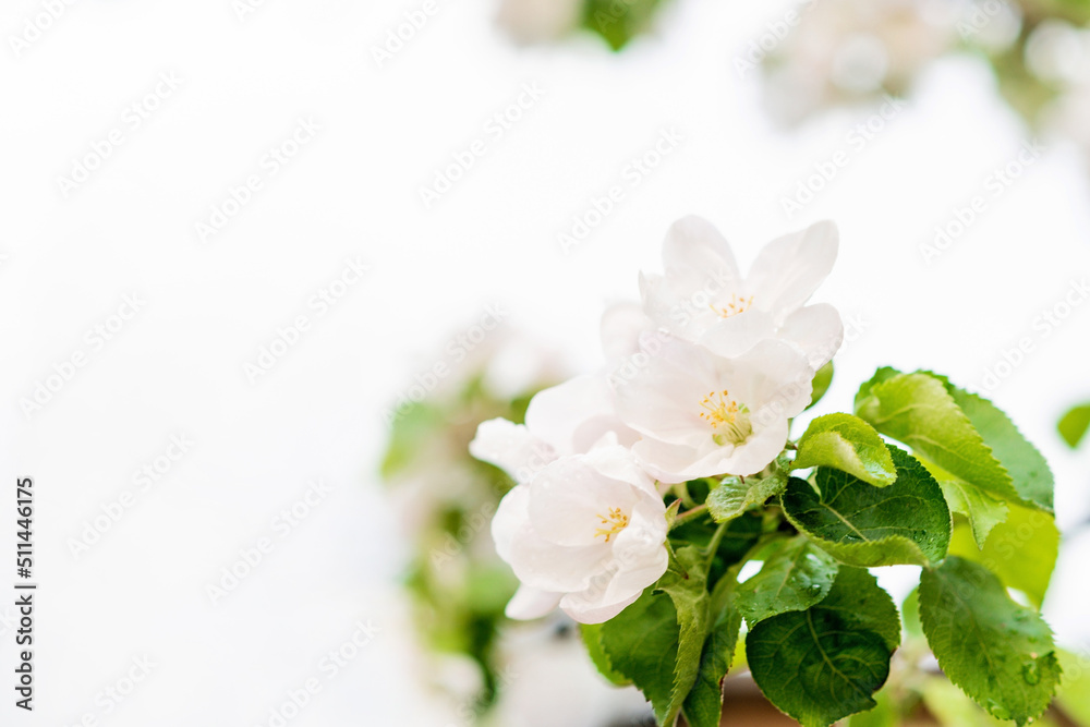 Fototapeta premium Floral background. Beautiful spring apple tree flowers on white. Copy space. Soft selective focus.