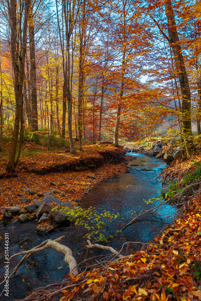 mountain river in the autumn forest. wonderful nature scenery in morning light. trees in colorful foliage and stones on the shore covered in fallen leaves. water flows down in the ravine