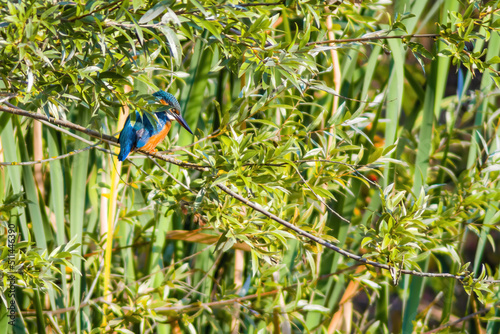 kingfisher sits on a branch and looks for prey