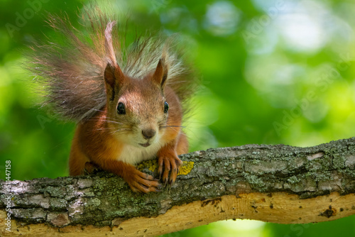 Red squirrel resting in the shade