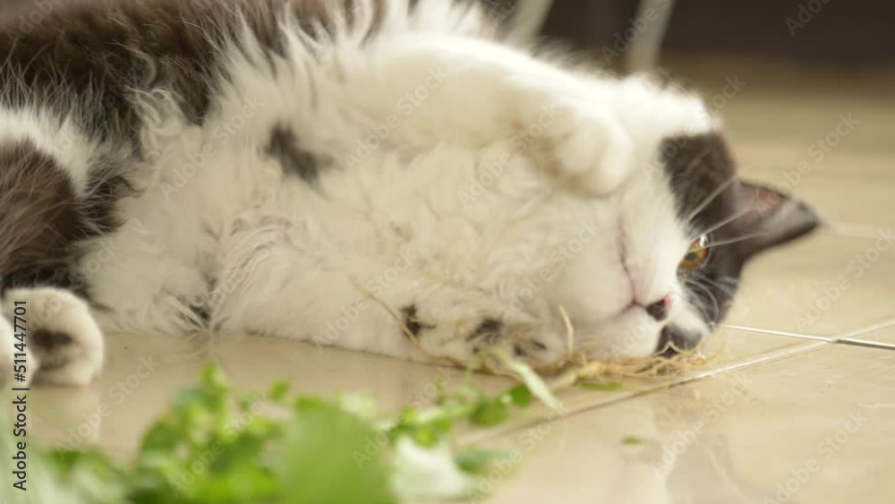 Cute Persian cat kitten rolling on floor chewing and rubbing against