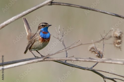 Bluethroat on a burdock branch