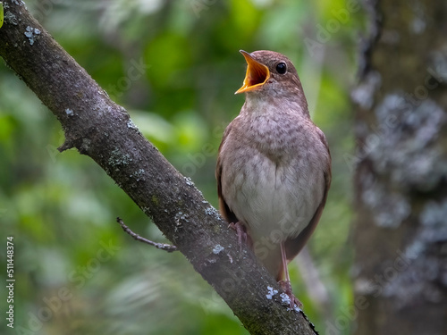 The nightingale sings its morning song
