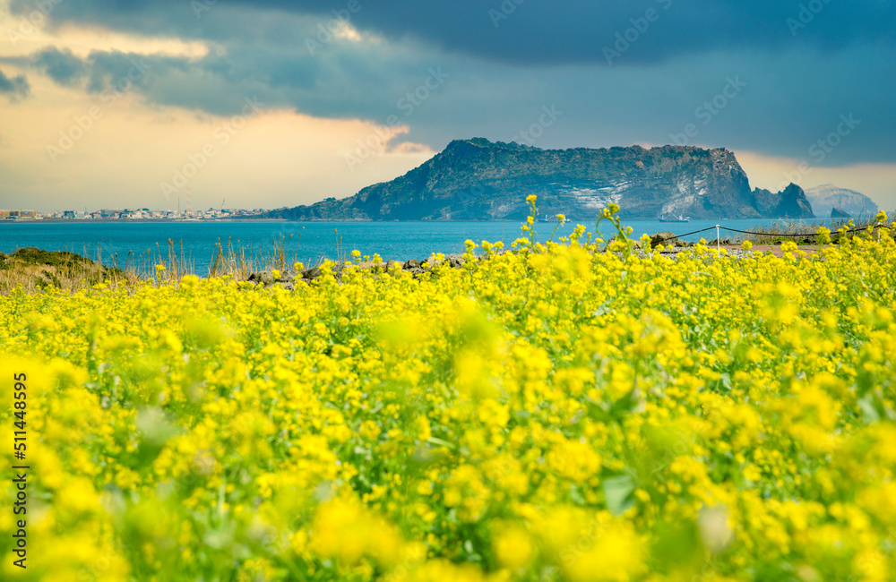 유채꽃 풍경과 제주 성산일출봉 素材庫相片 | Adobe Stock
