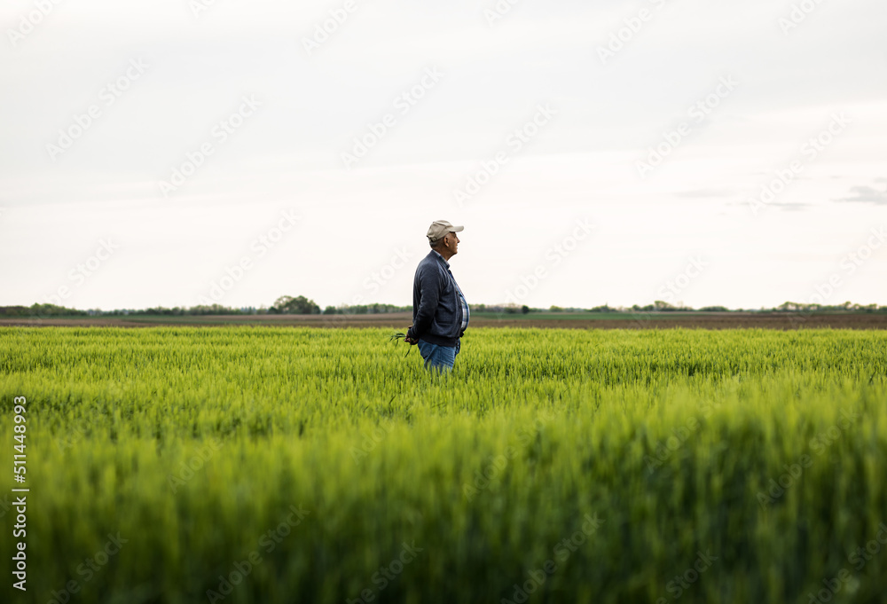 Senior farmer standing in barley field examining crop. Senior farmer standing in barley field examining crop.