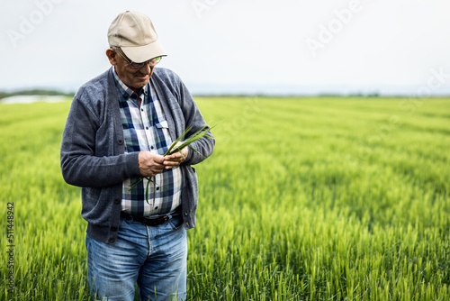 Tela Senior farmer standing in barley field examining crop.
