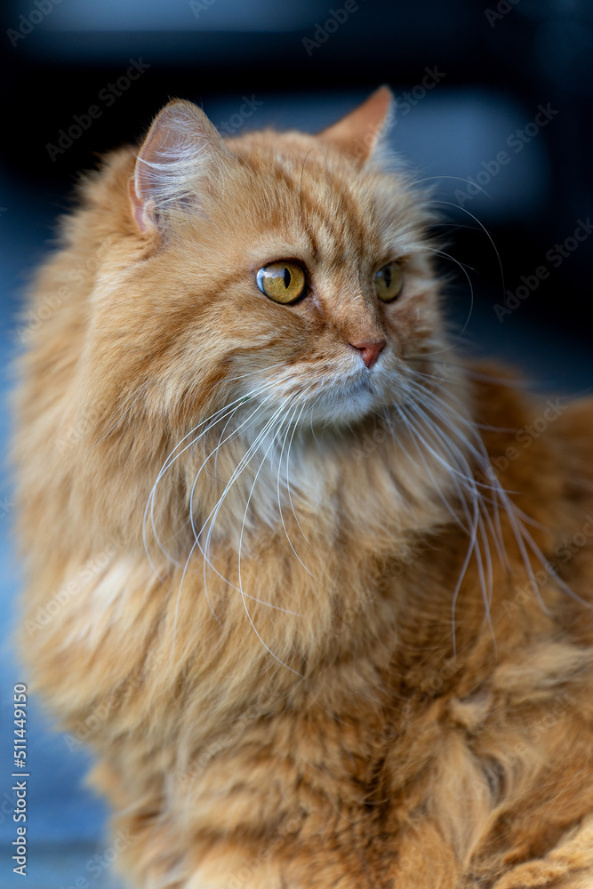 Flauschig Flauschig