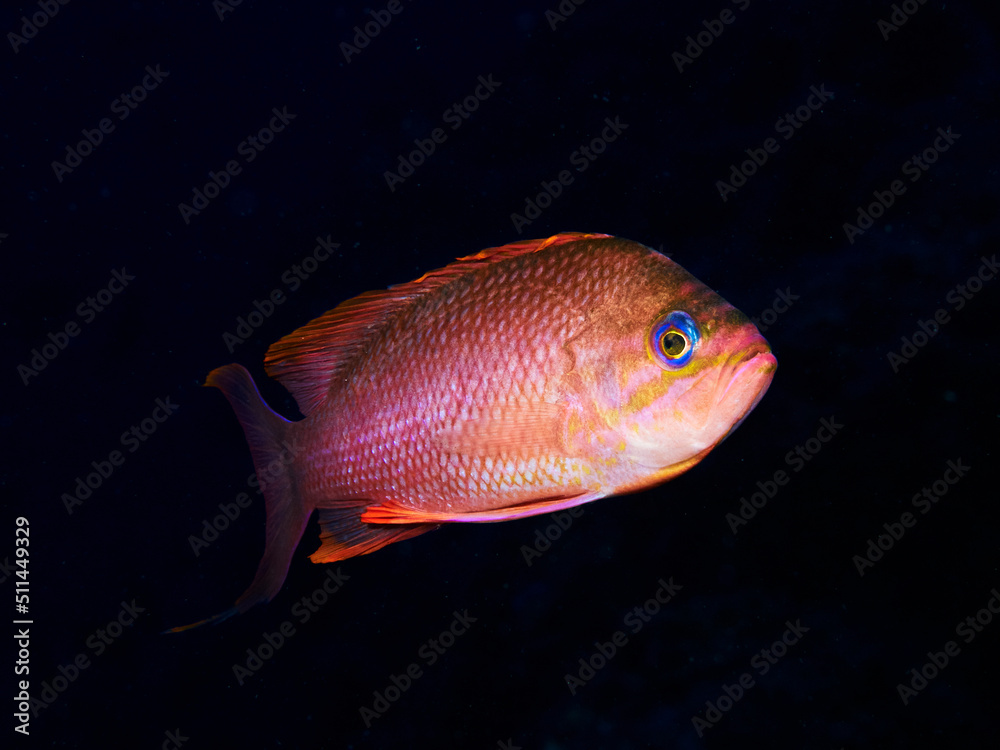 Underwater picture of anthias fishes in the Mediterranean sea Underwater picture of anthias fishes in the Mediterranean sea