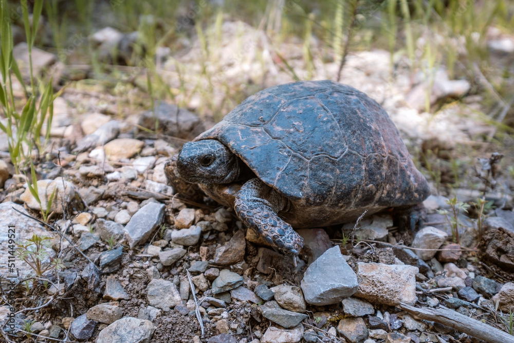 turtle on ground turtle on ground