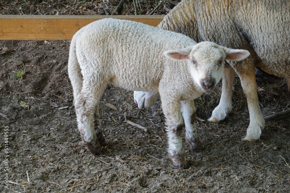 Young white sheep, lamp - side view Young white sheep, lamp - side view