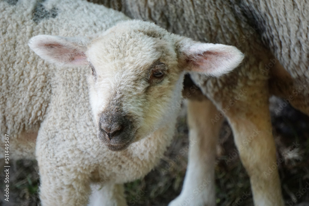 Young white sheep, lamb - close-up on head Young white sheep, lamb - close-up on head