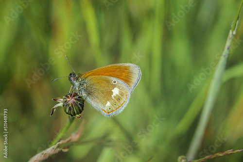 Motyl 