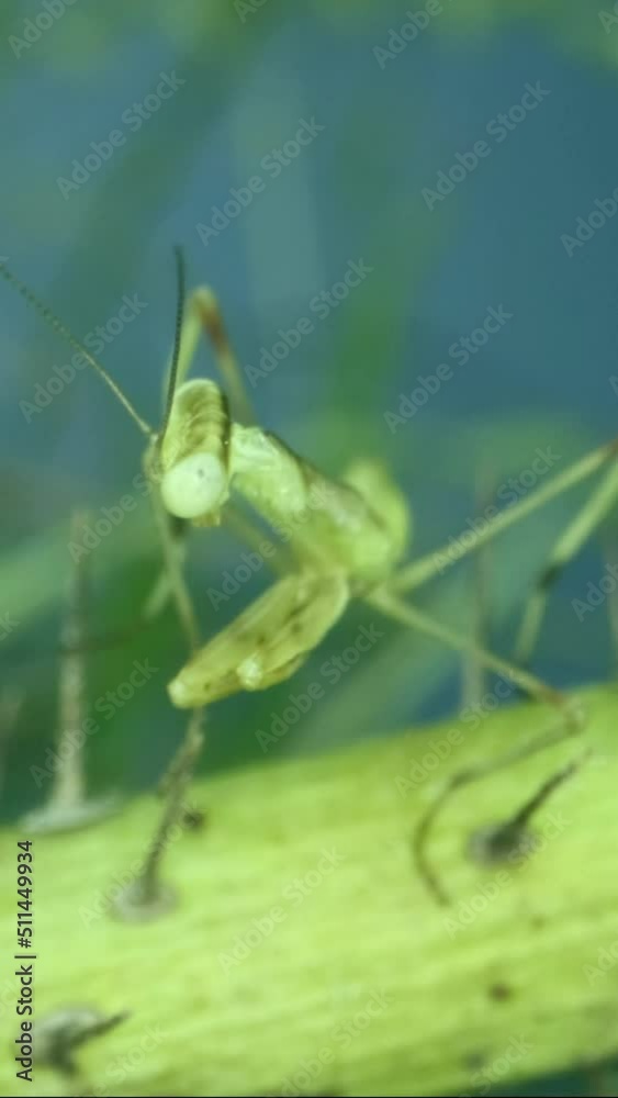 VERTICAL VIDEO: Newborn green Praying Mantis sit on prickly branch. Extreme close-up of baby mantis insect (Nymph form) in background green grass and blue sky VERTICAL VIDEO: Newborn green Praying Mantis sit on prickly branch. Extreme close-up of baby mantis insect (Nymph form) in background green grass and blue sky