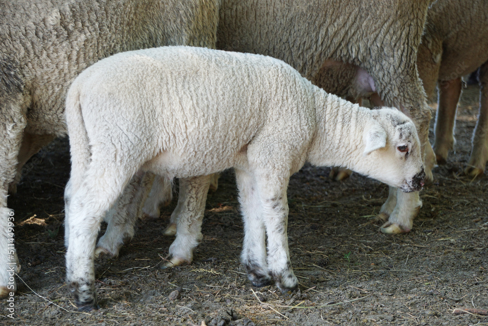 Young white sheep, lamp - side view Young white sheep, lamp - side view