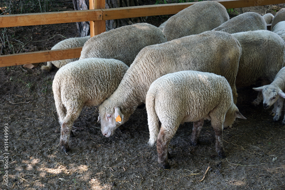 Obraz premium Flock of sheep, wooden fence - back view