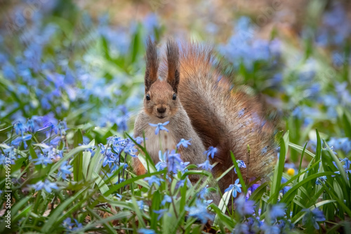 Red squirrel on a carpet of snowdrops