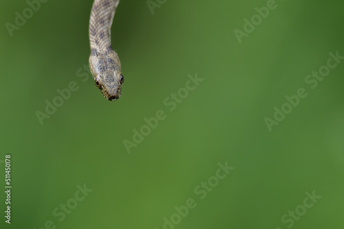 Head of a Dice snake or water snake  Natrix tessellata   close up  on a green background