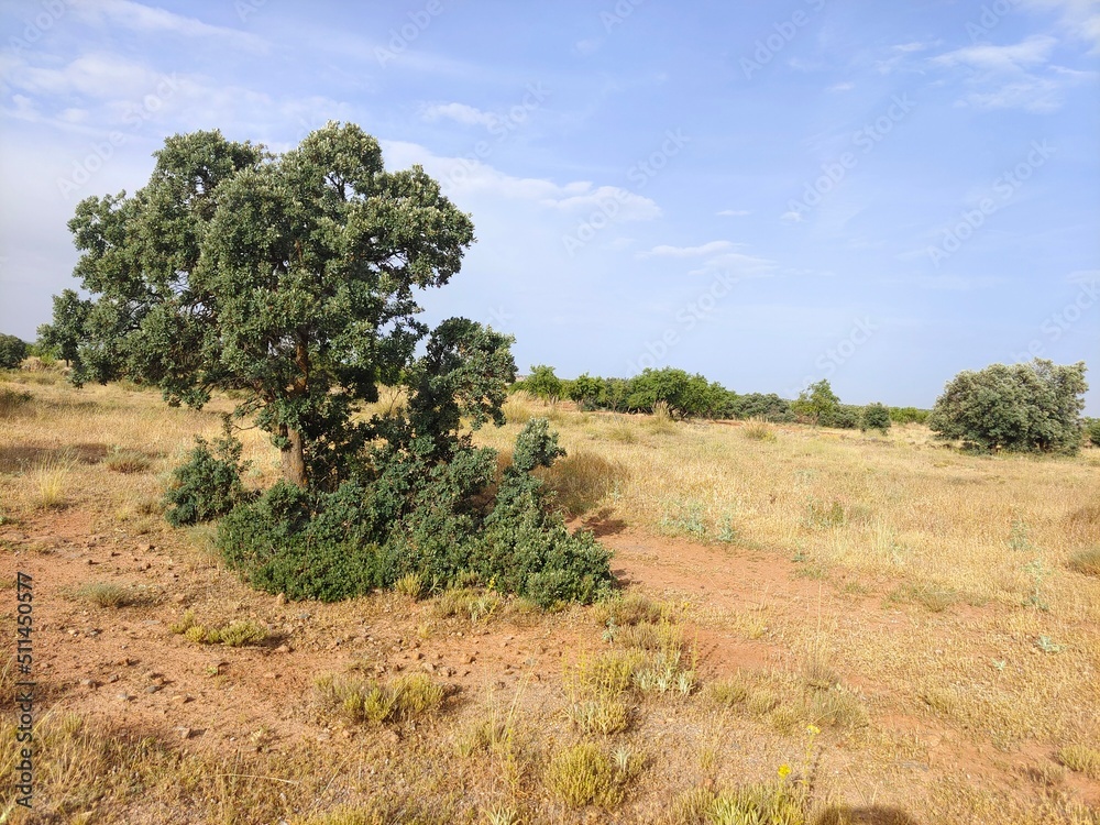 olive tree plantation