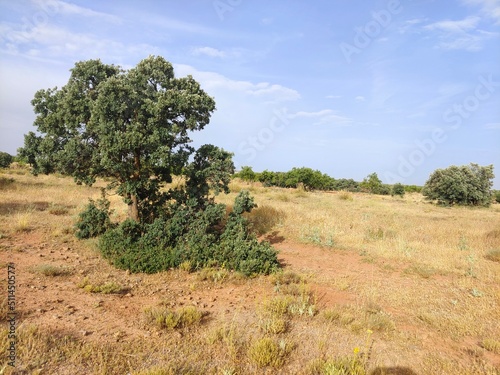 olive tree plantation
