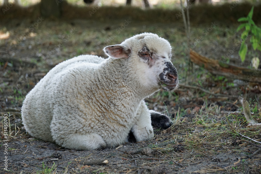 Fototapeta premium Lamb - young white sheep laying on ground