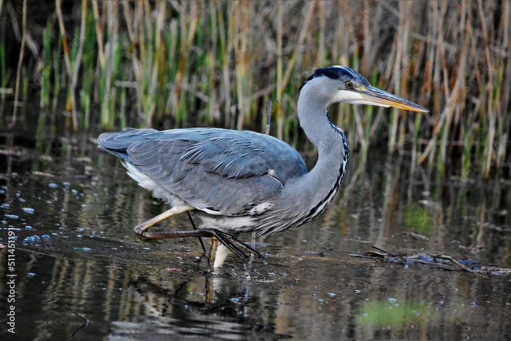 Héron cendré (Ardea cinerea), Neuchâtel, Suisse Héron cendré (Ardea cinerea), Neuchâtel, Suisse