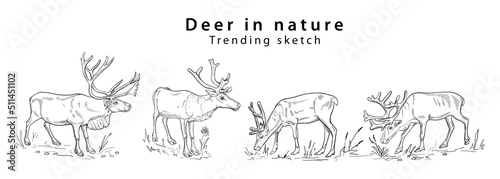 Hand drawn silhouette deer in different poses eating grass and standing in nature a trending sketch. Doodle style