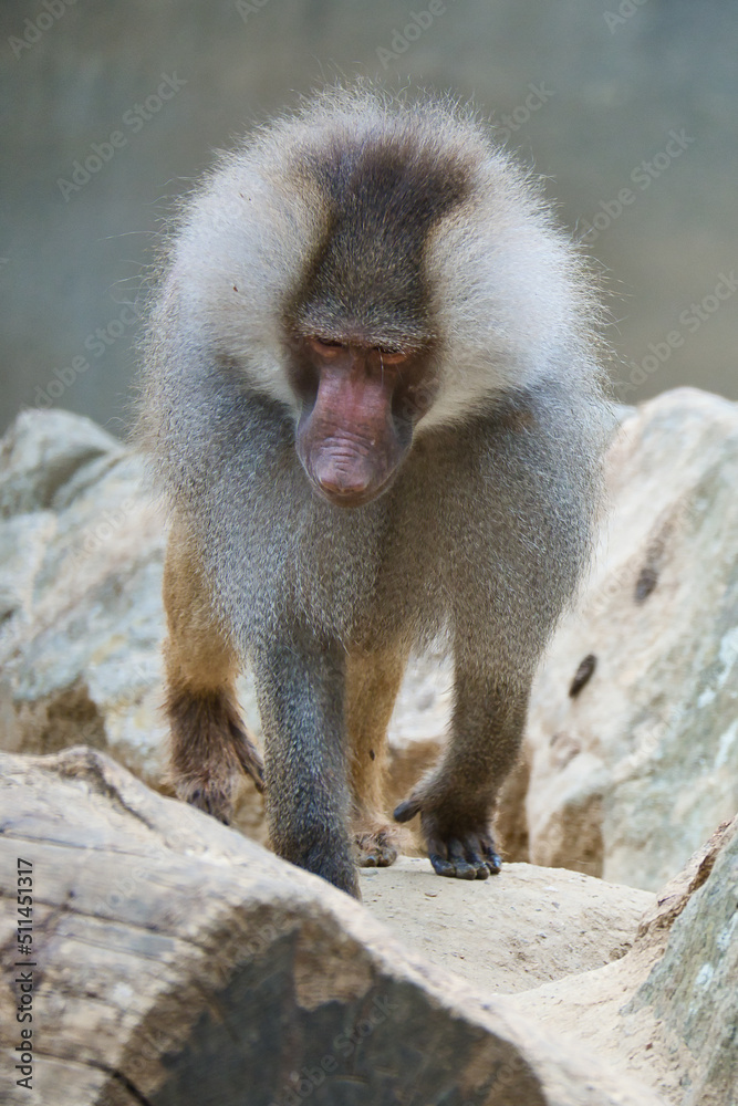 Baboon on rock. Relaxed monkeys that live in the family association. Big monkeys