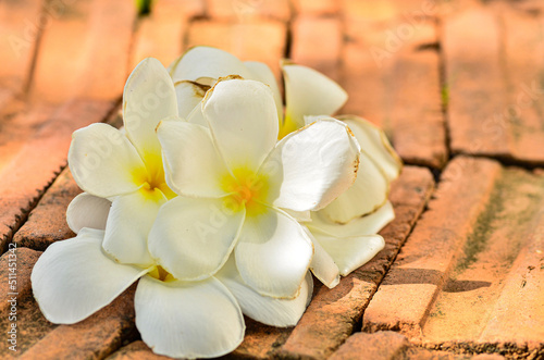 frangipani flowers on the ground