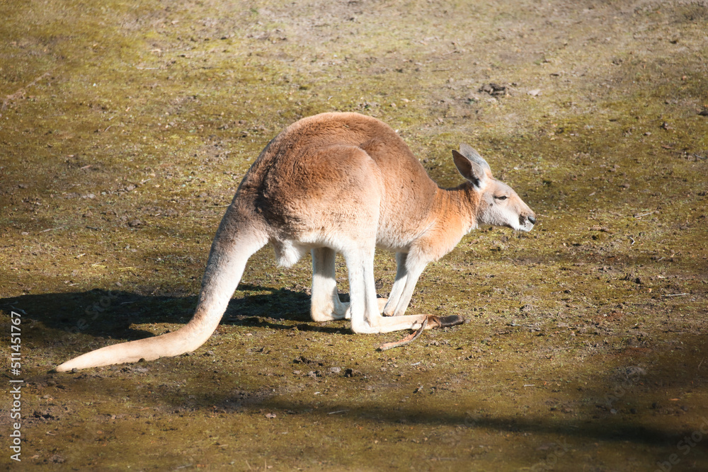 red kangaroo sitting on a meadow. mammal from australia. red brown fur. red kangaroo sitting on a meadow. mammal from australia. red brown fur.