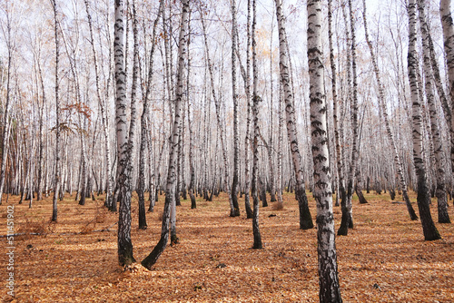 Beautiful forest