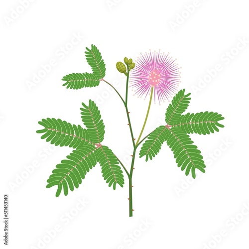 Vector illustration of sensitive plant or Mimosa pudica, isolated on white background.