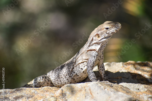baby iguana sitting on a rock