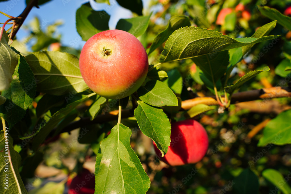 Obraz premium Apple trees in the garden with ripe red apples ready for harvest.
