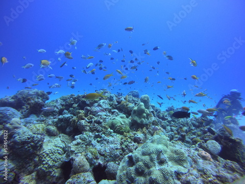 Fototapeta Naklejka Na Ścianę i Meble -  沖縄離島　サンゴ礁と魚たち