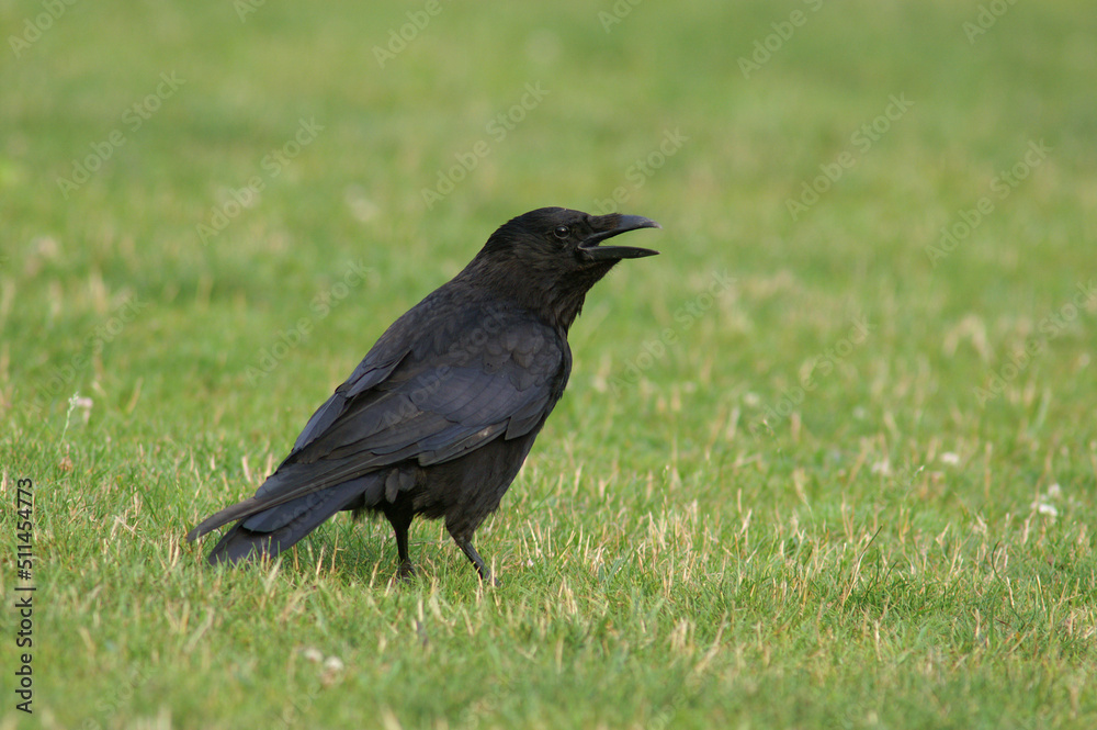 A Carrion Crow standing in a meadow
A Carrion Crow standing in a meadow