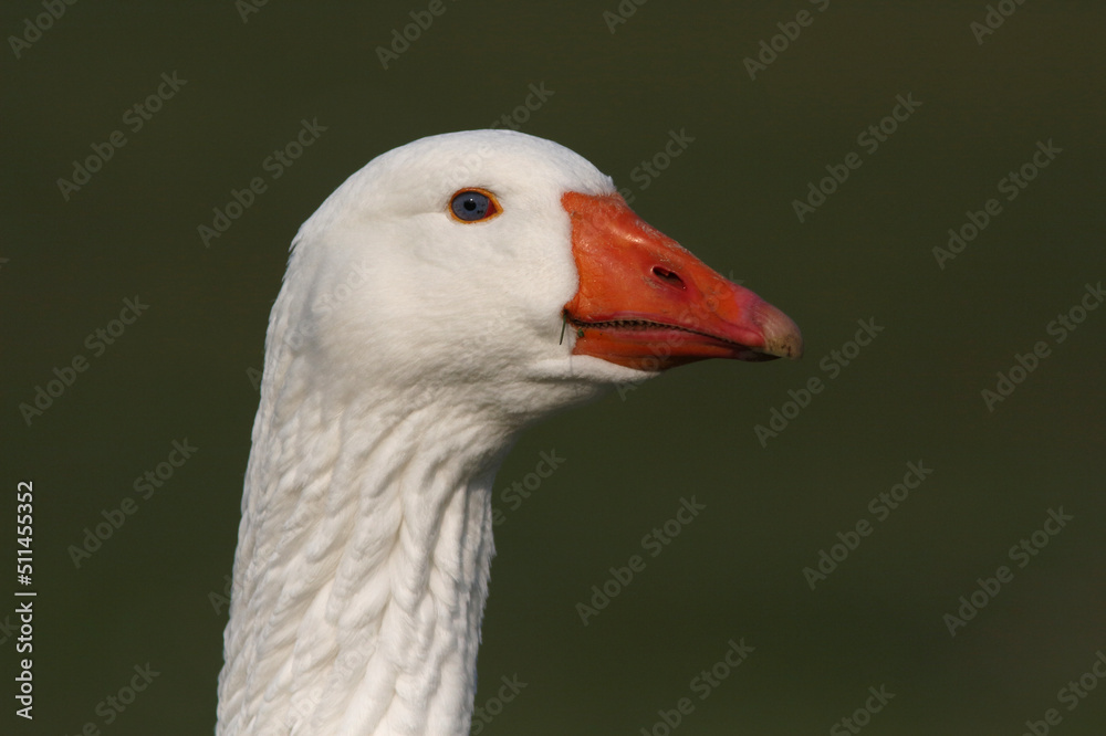 A portrait of a Domestic Goose
