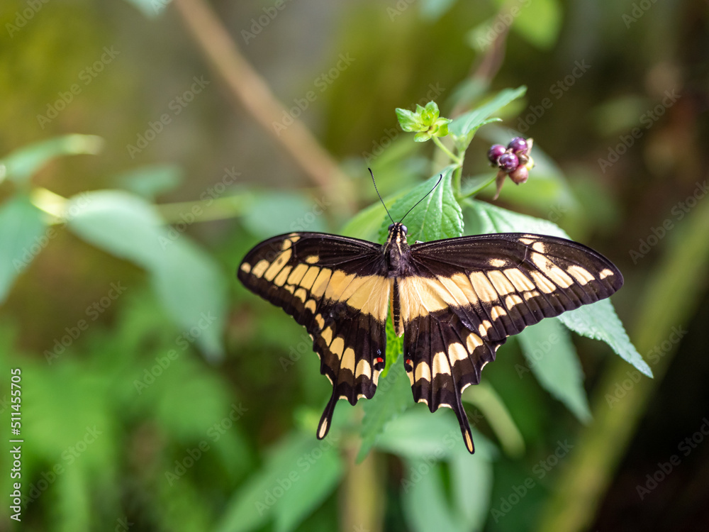 King Swallowtail butterfly on a leaf King Swallowtail butterfly on a leaf
