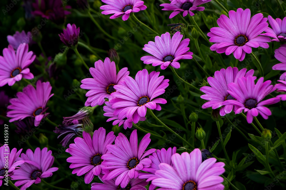 pink flowers in a garden pink flowers in a garden