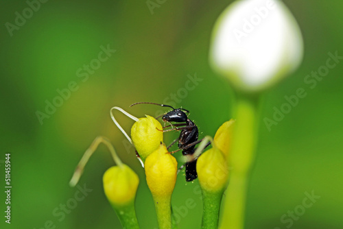 black ant on a flower