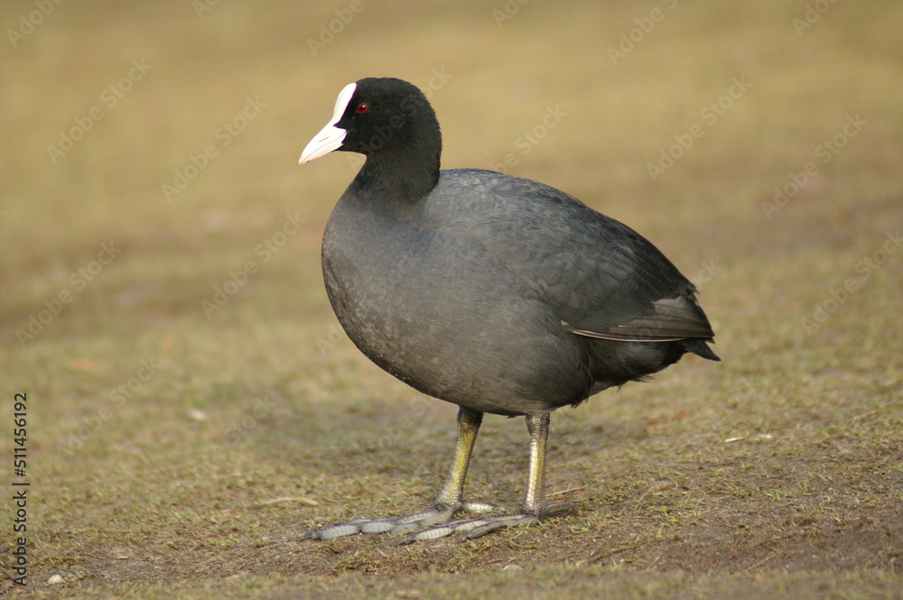 A portrait of an Eurasian Coot walking on the riverside
A portrait of an Eurasian Coot walking on the riverside