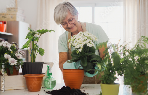 Senior caucasian woman gardener in casual clothes and protective gloves taking care of house plants on white table, concept of home garden and hobby