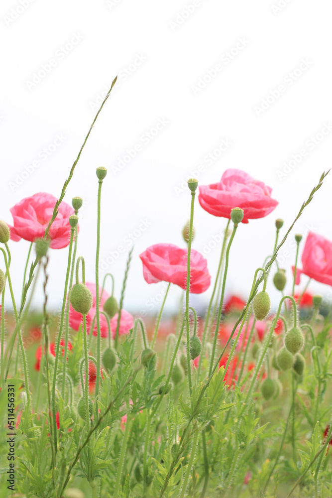 Obraz premium 野原に咲くピンクのポピー