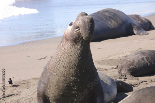 elephant seal