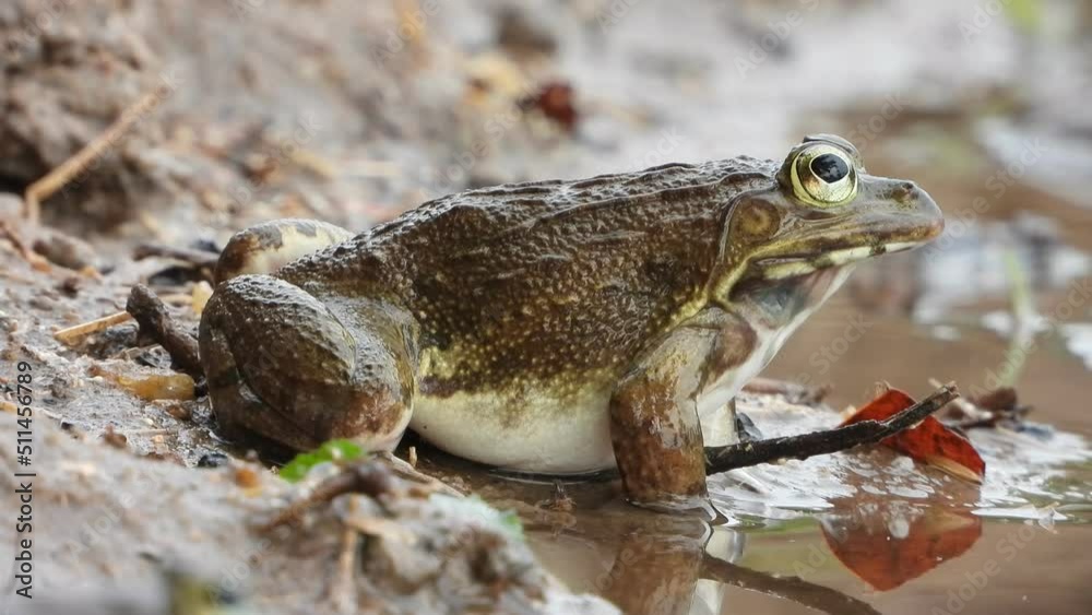 Frog shouting - water - first rain. Frog shouting - water - first rain.