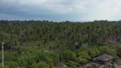 aerial of tall coconut tree field on tropical Gili Meno Island in Bali Indonesia photo