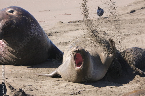 elephant seals