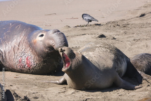 elephant seals